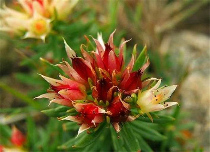 红景天提取物 Rhodiola Rosea P.E - 1%、3%、5%红景天苷（HPLC） 纯度1%