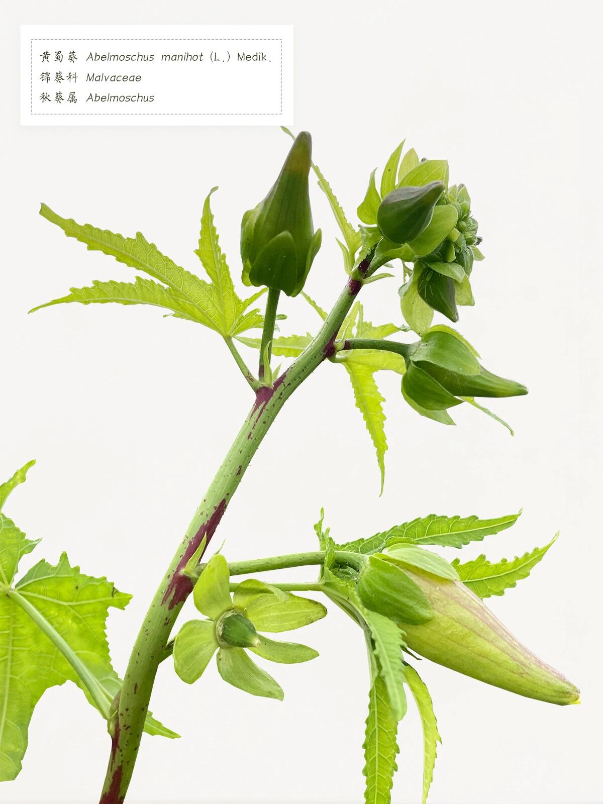 黄蜀葵花提取物是什么？黄蜀葵花提取物功效