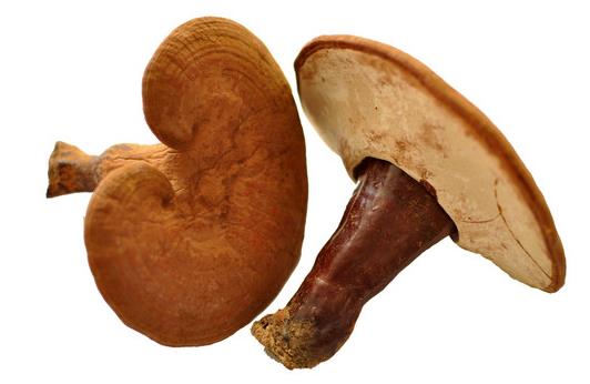 灵芝多糖 Ganoderma Polysaccharides